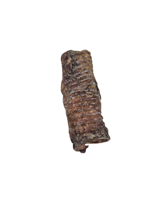 Small beef trachea